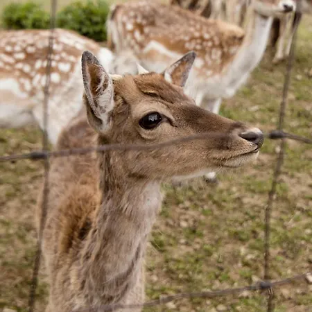 Фермерский дом Pawlikowka Lipinki (Gorlice)